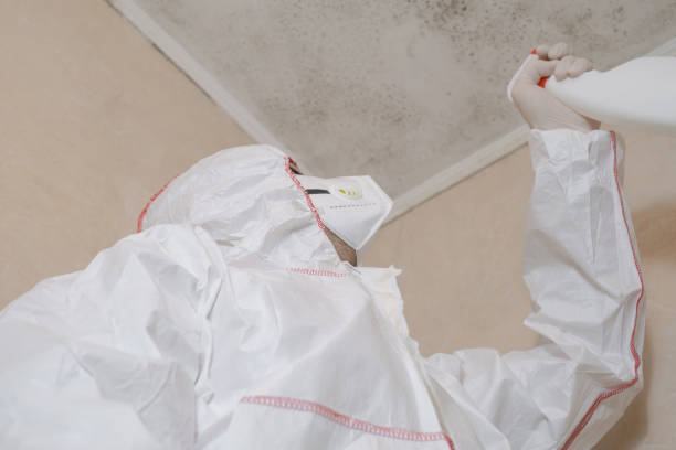 Reliable Orangeburg, SC Mold Removal Solutions